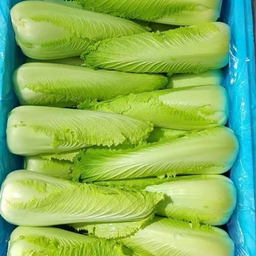 紹菜